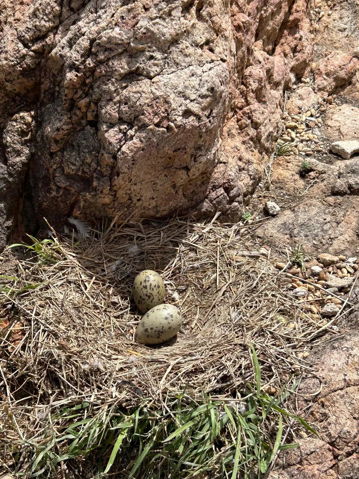 Bird eggs nestled in a rocky crevice on La Rocca