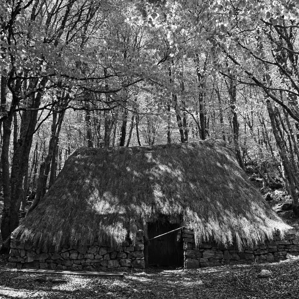 Charcoal hut beneath ancient holly trees in the Madonie forest